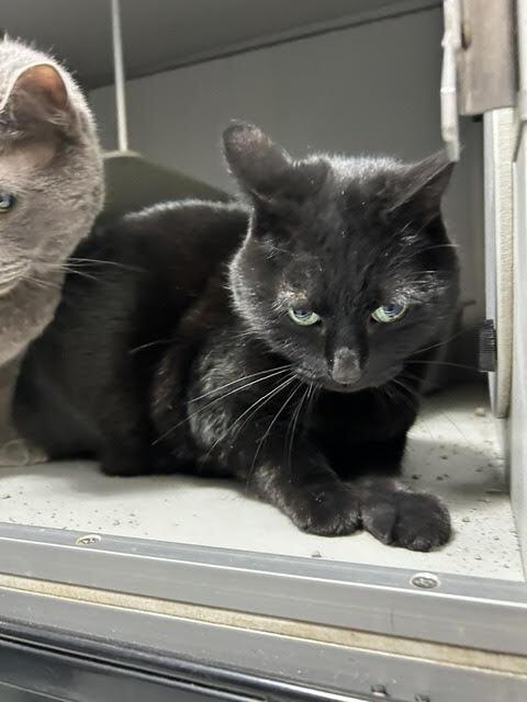 Love, Adoptable, Adult Female Domestic Short Hair.