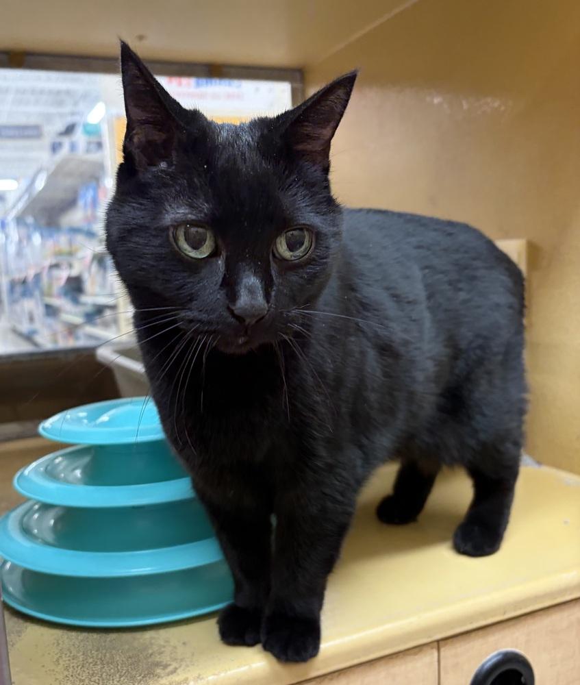 Enlarge Love, a Adoptable Domestic Short Hair in Anoka, MN image 2/2