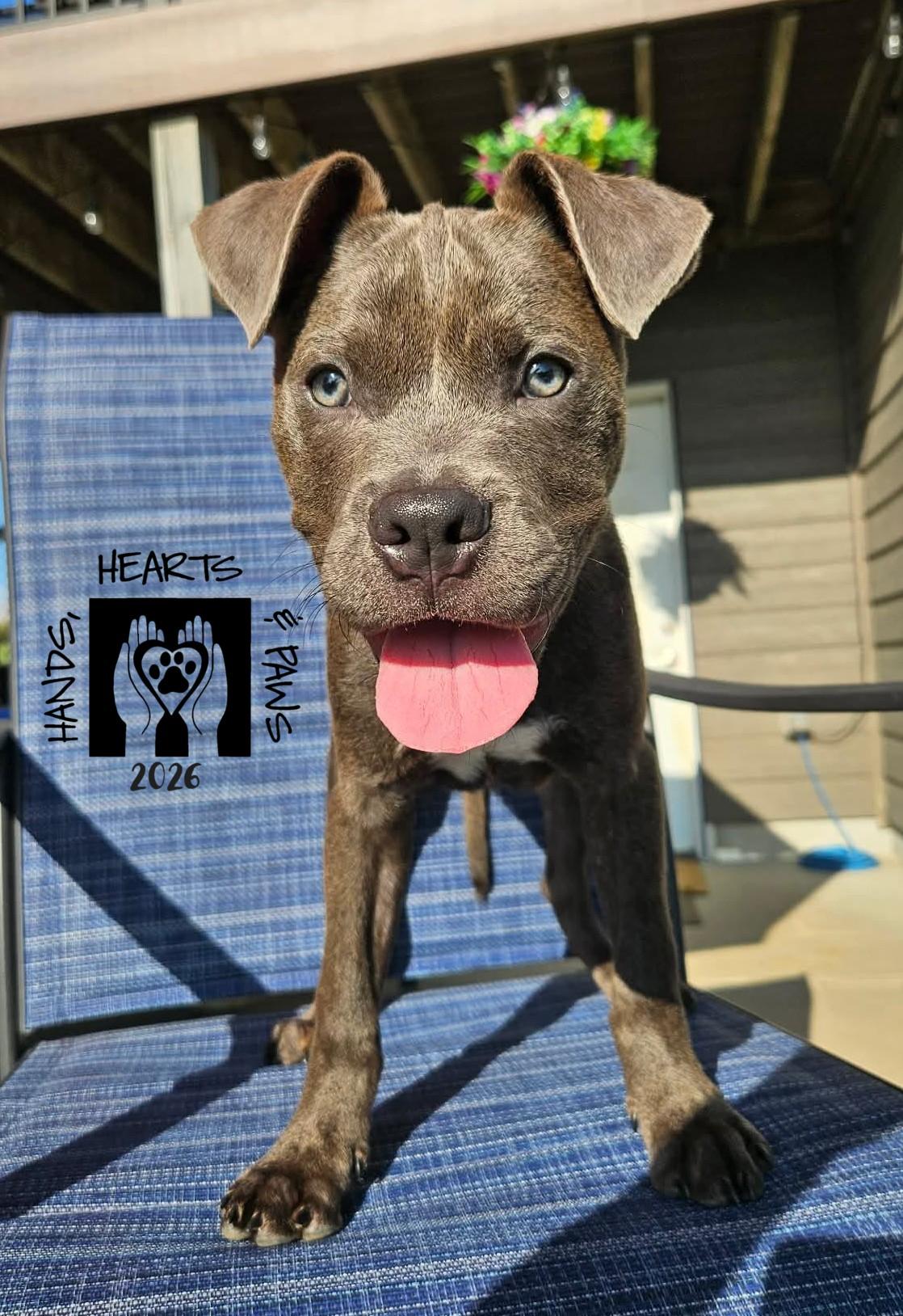Enlarge Pedro, a Adoptable mixed breed in Omaha, NE image 2/2
