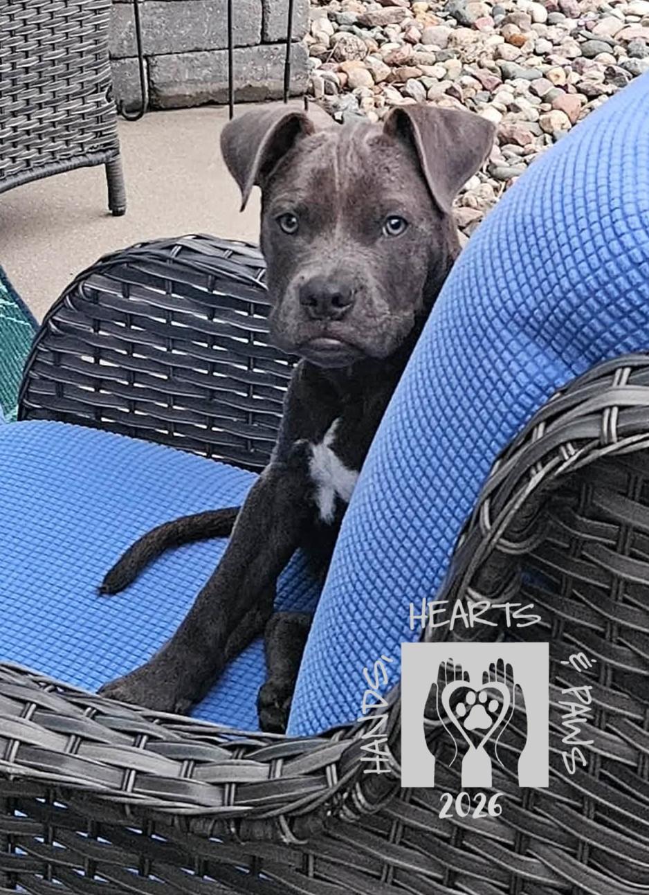 Pedro, Adoptable, Puppy Male Pit Bull Terrier.