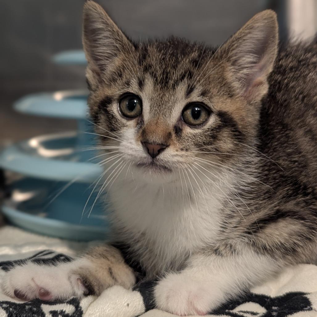 Robb, ADOPTABLE, Kitten Male Domestic Short Hair.