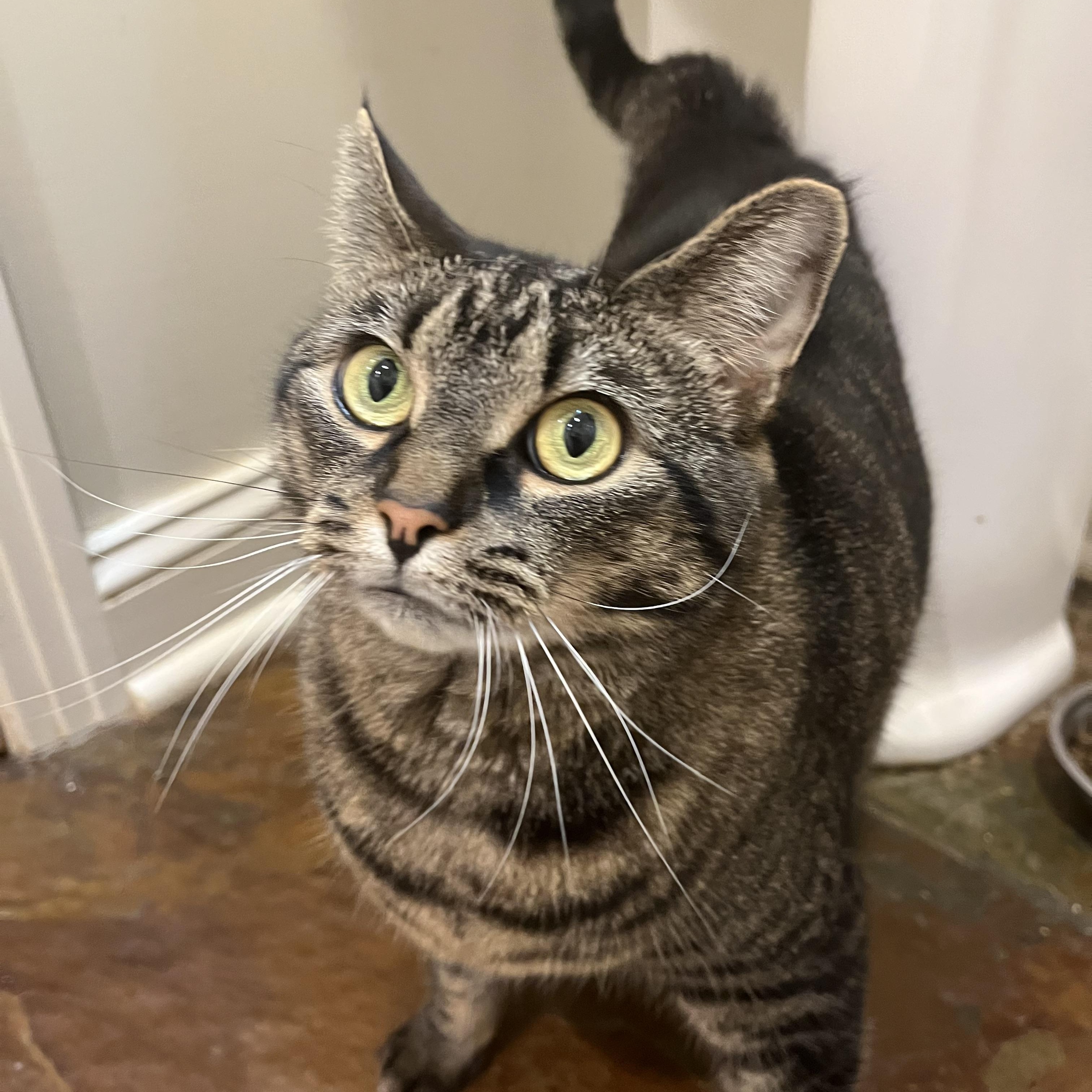 Enlarge Willow, an adopted mixed breed in Sanford, NC image 1/2