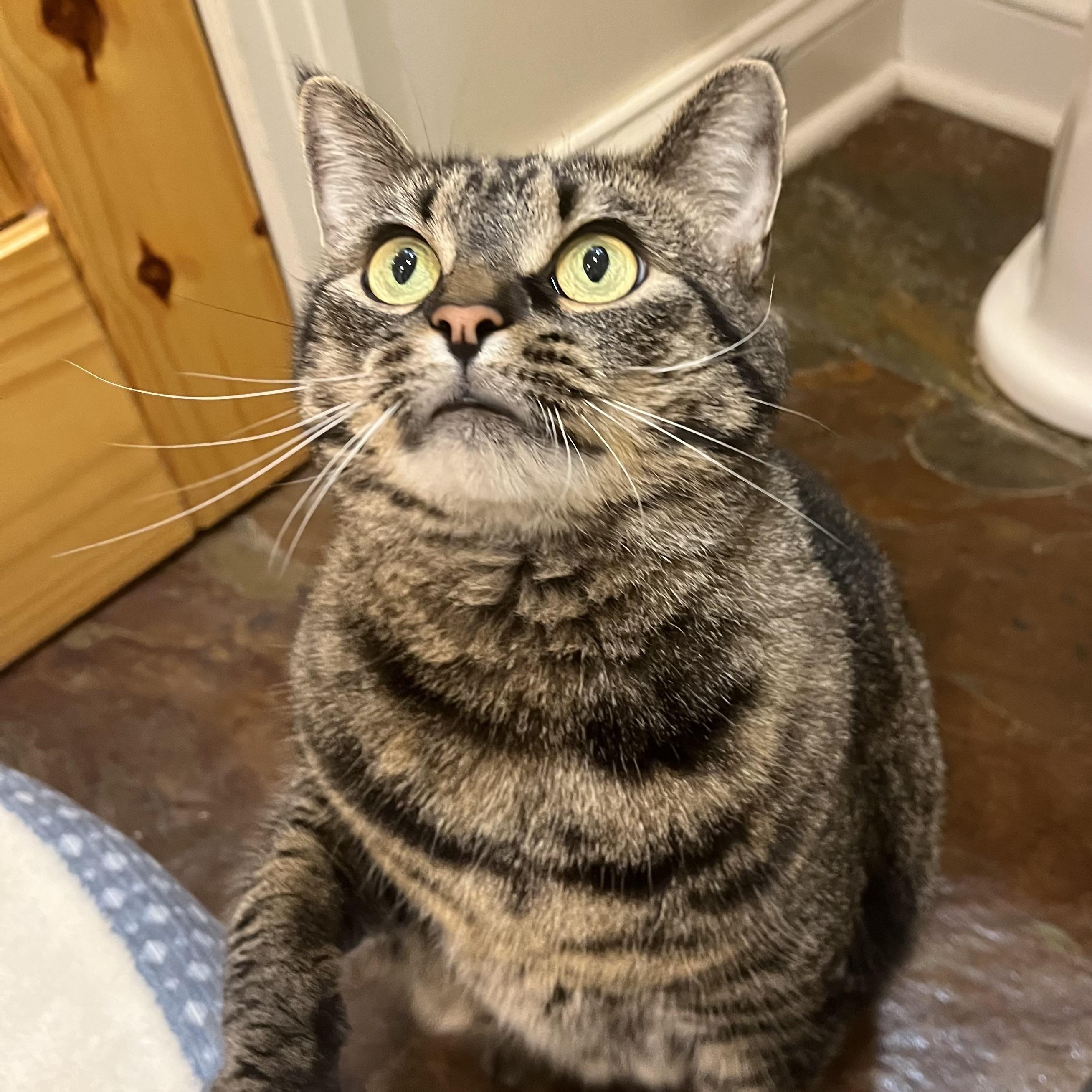 Enlarge Willow, an adopted mixed breed in Sanford, NC image 2/2