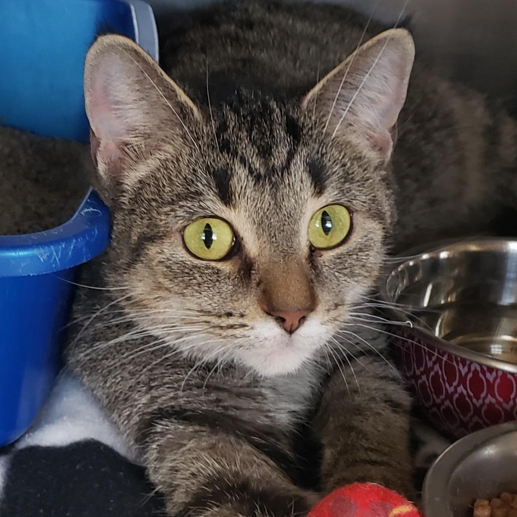 Willow available through our Foster to Adopt Program, Adoptable, Adult Female Domestic Short Hair.