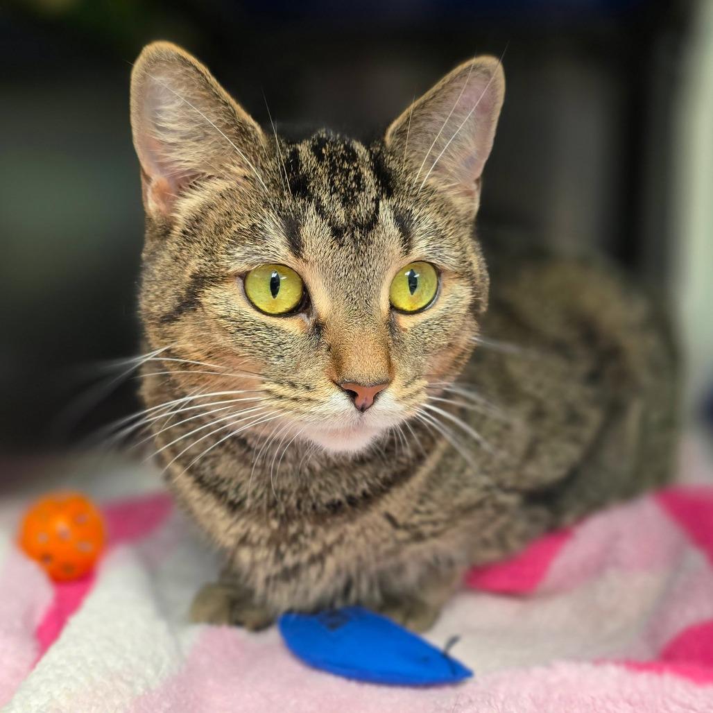 Enlarge Willow available through our Foster to Adopt Program, a Adoptable Domestic Short Hair in Columbia Station, OH image 2/6