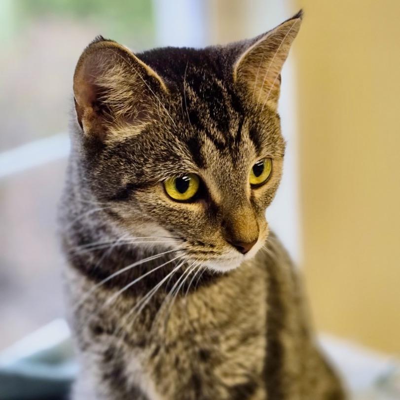 Enlarge Willow available through our Foster to Adopt Program, a Adoptable Domestic Short Hair in Columbia Station, OH image 3/6