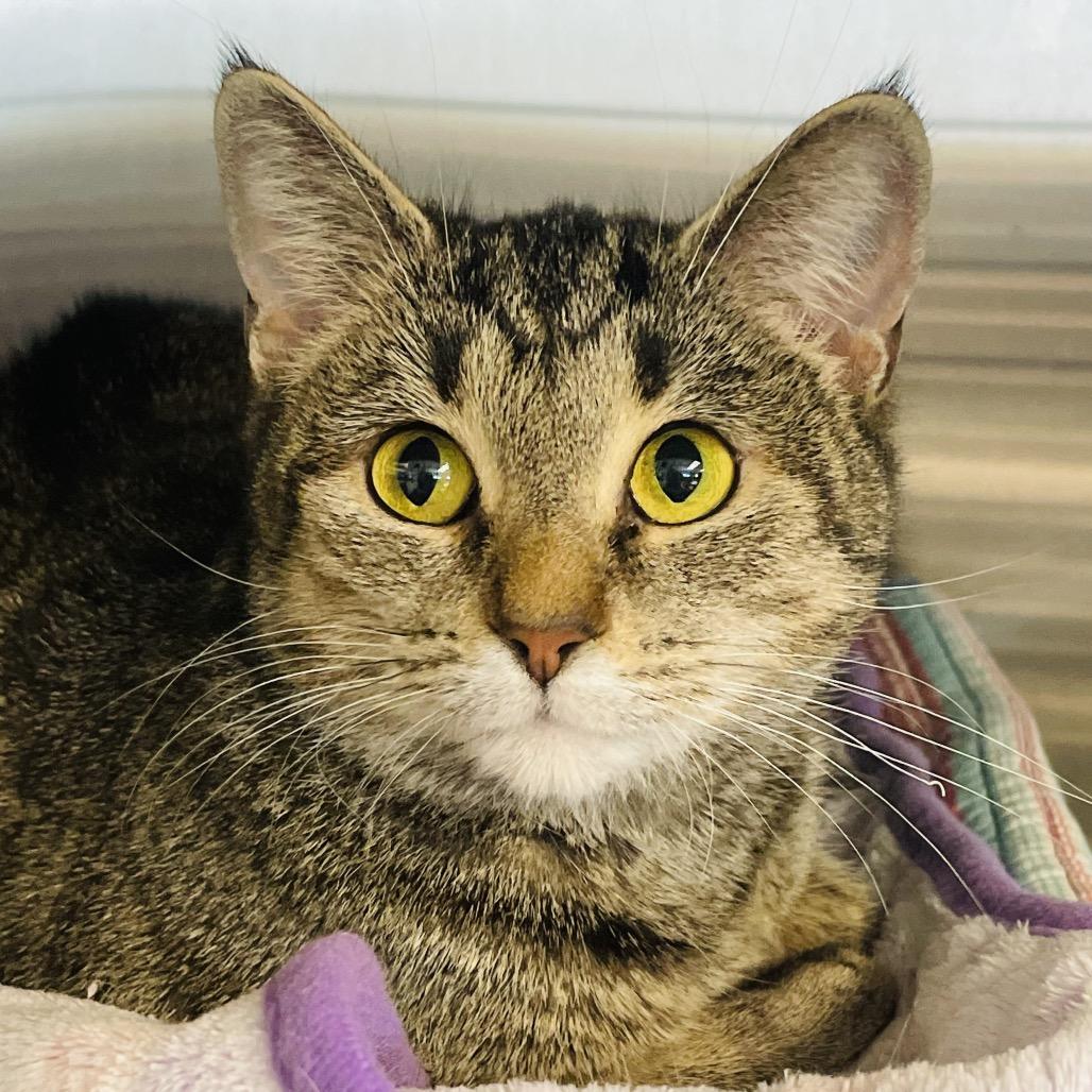 Enlarge Willow available through our Foster to Adopt Program, a Adoptable Domestic Short Hair in Columbia Station, OH image 4/6