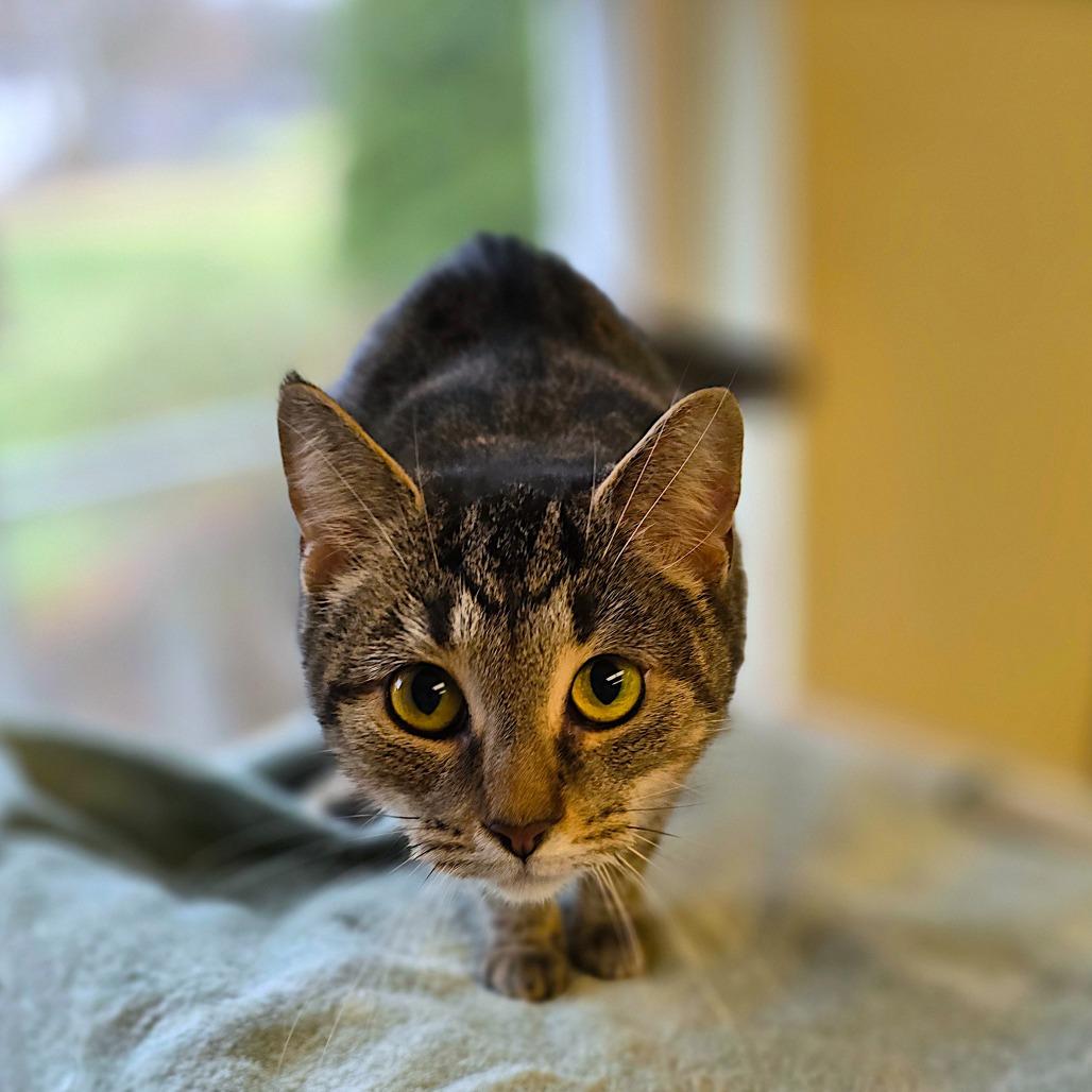 Enlarge Willow available through our Foster to Adopt Program, a Adoptable Domestic Short Hair in Columbia Station, OH image 5/6