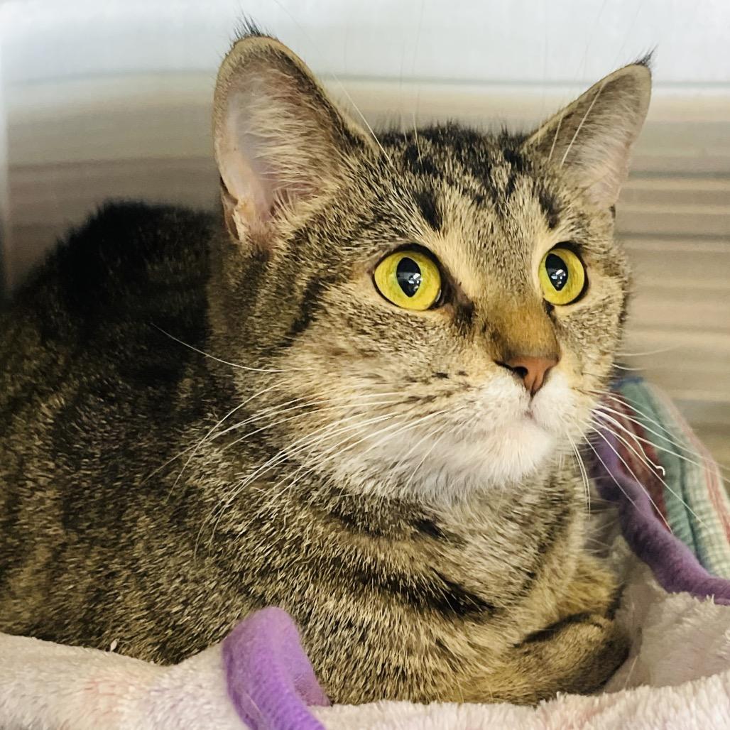 Enlarge Willow available through our Foster to Adopt Program, a Adoptable Domestic Short Hair in Columbia Station, OH image 6/6