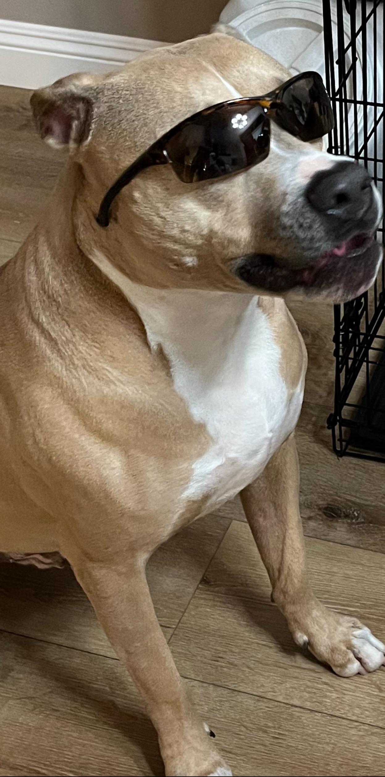 Rex, a ADOPTABLE mixed breed in Carlsbad, CA image 3/4