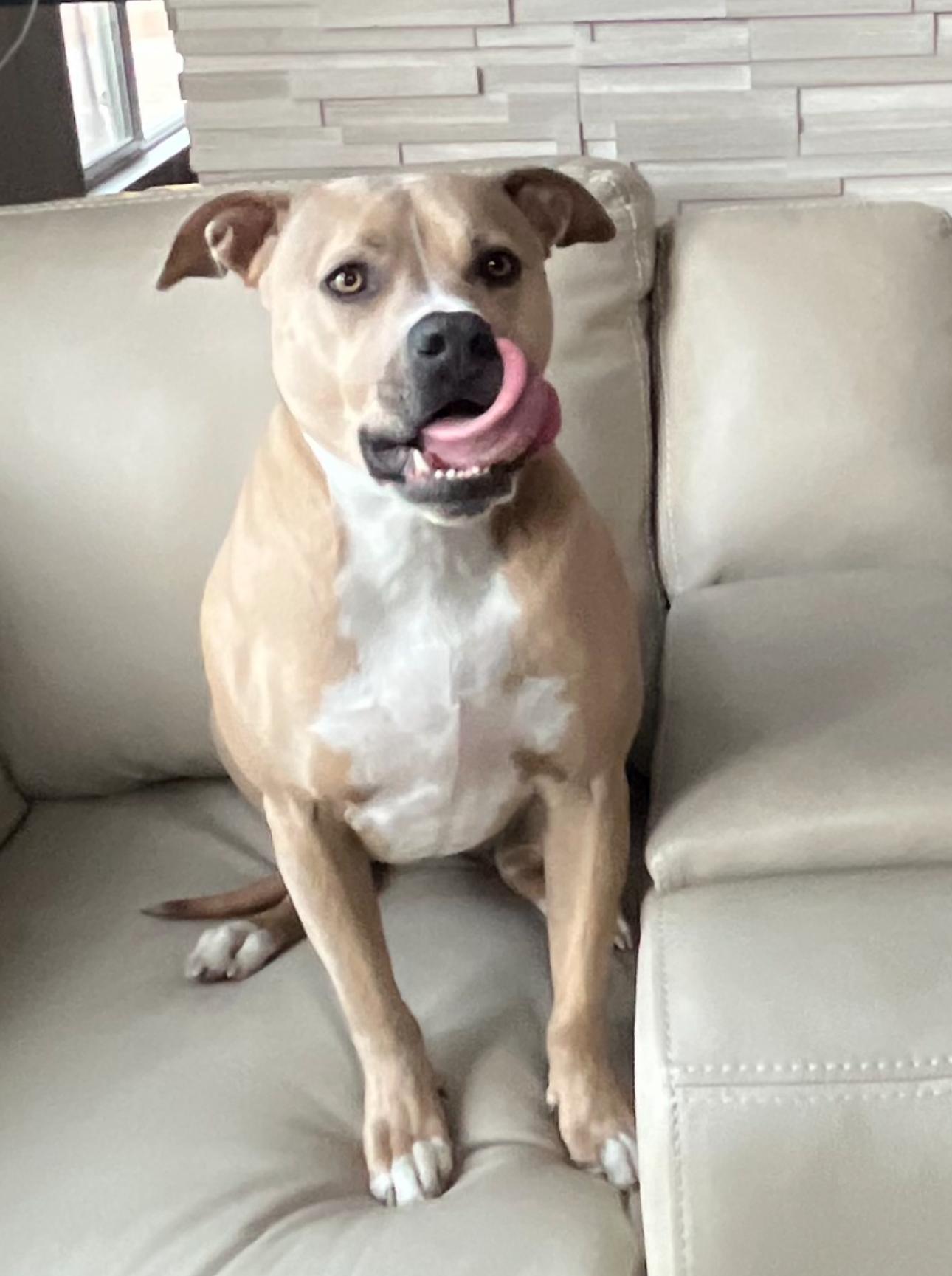 Rex, a ADOPTABLE mixed breed in Carlsbad, CA image 4/4