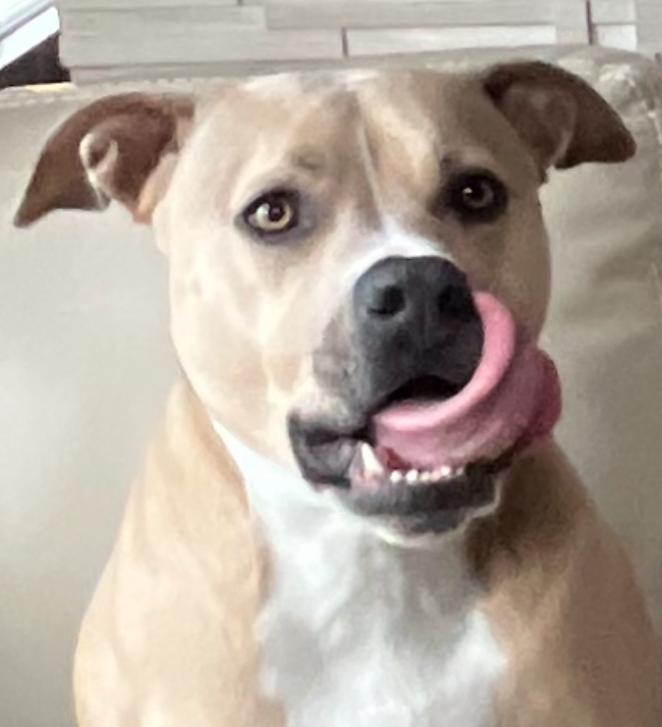 Rex, a ADOPTABLE mixed breed in Carlsbad, CA image 1/4