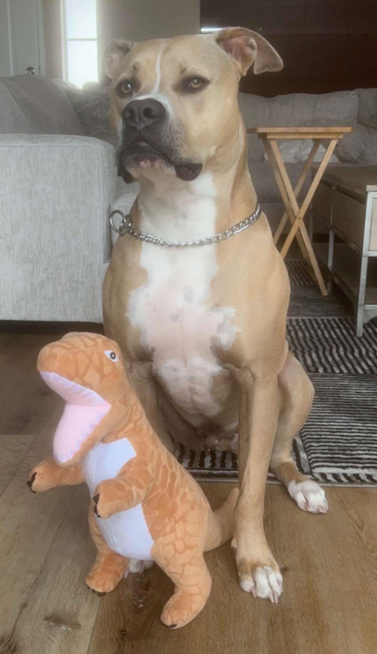Rex, a ADOPTABLE mixed breed in Carlsbad, CA image 2/4