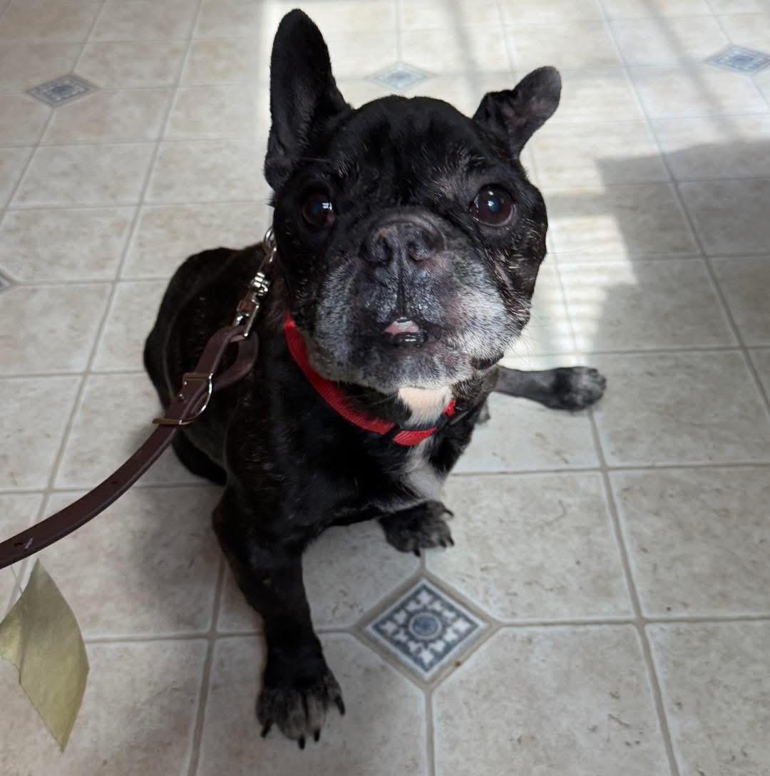 Enlarge Juvie, a Adoptable French Bulldog in Lutz, FL image 1/4