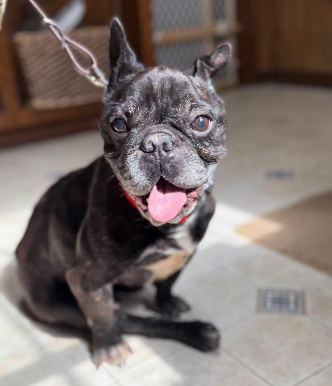 Enlarge Juvie, a Adoptable French Bulldog in Lutz, FL image 2/4