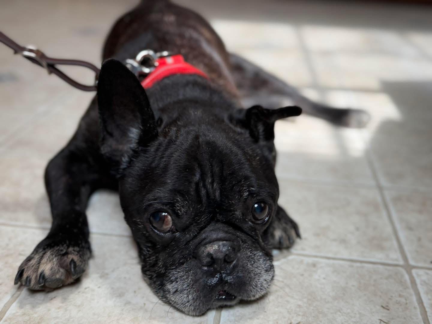 Enlarge Juvie, a Adoptable French Bulldog in Lutz, FL image 3/4