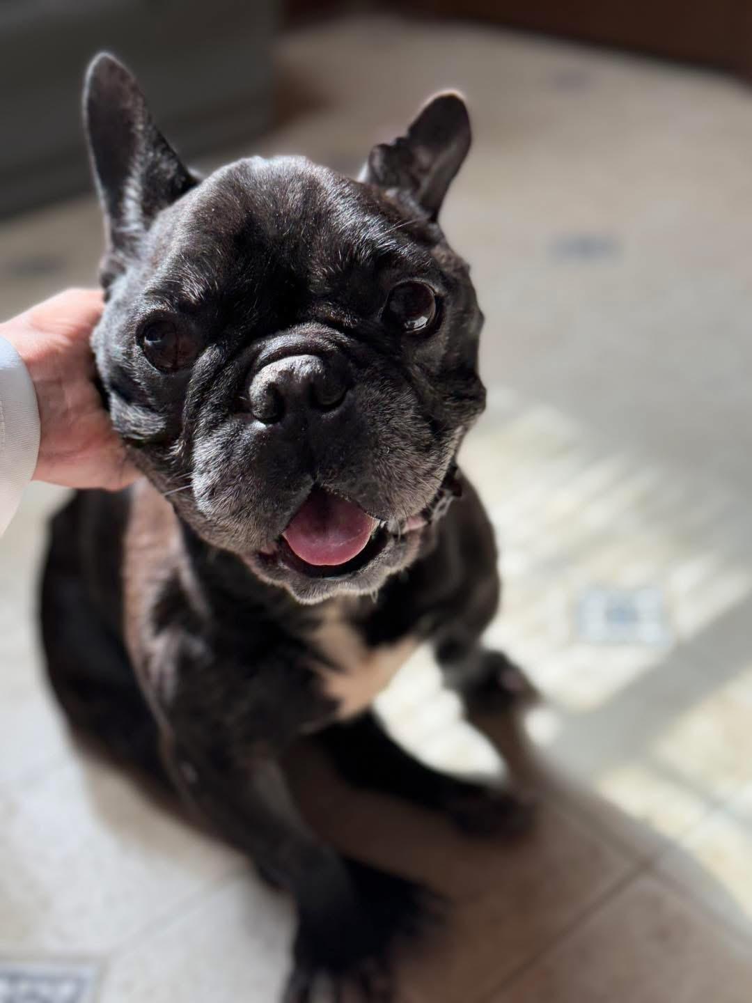 Enlarge Juvie, a Adoptable French Bulldog in Lutz, FL image 4/4