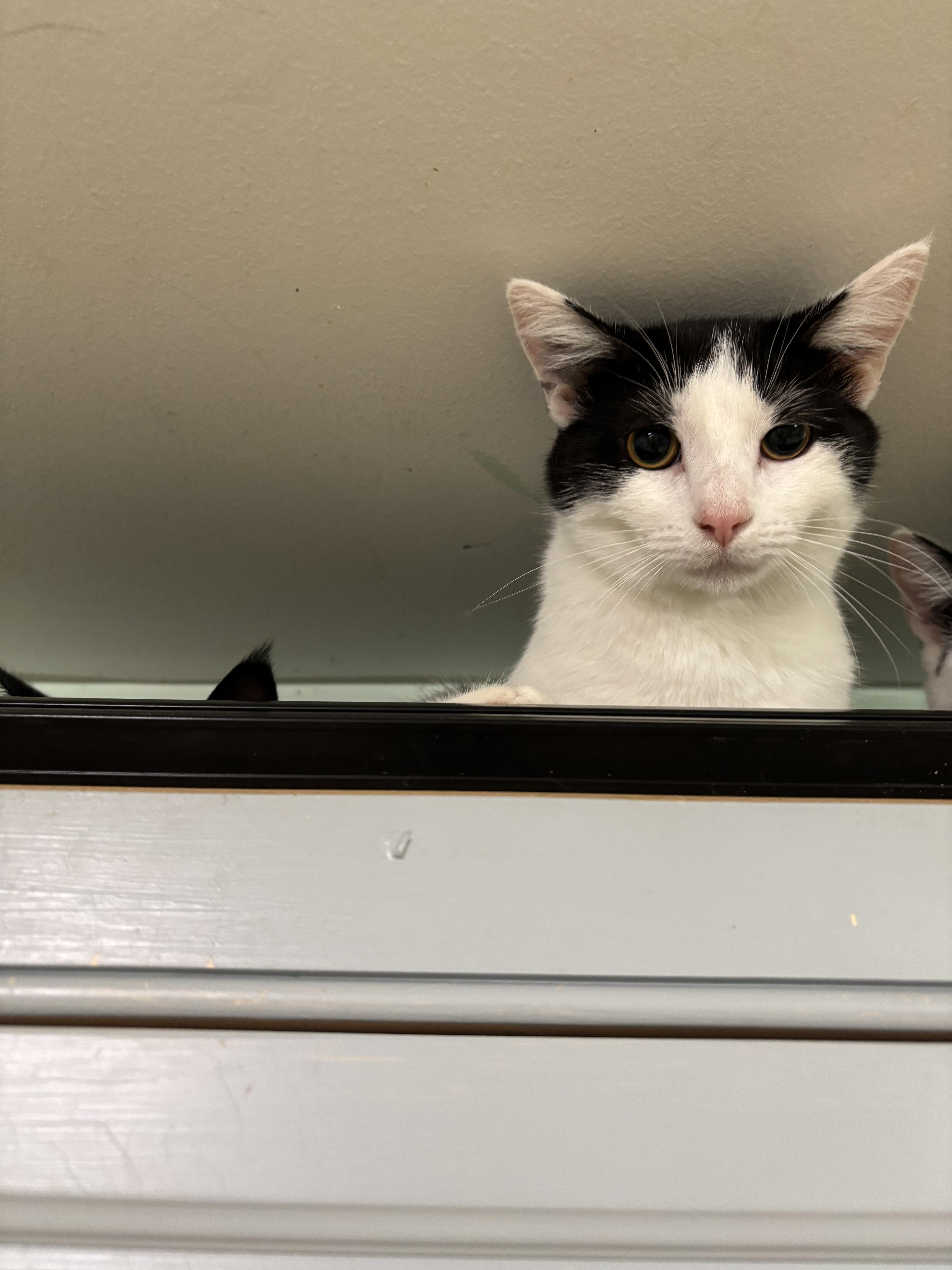 Enlarge Jazz, a Adoptable Domestic Short Hair in Franklin, IN image 1/1