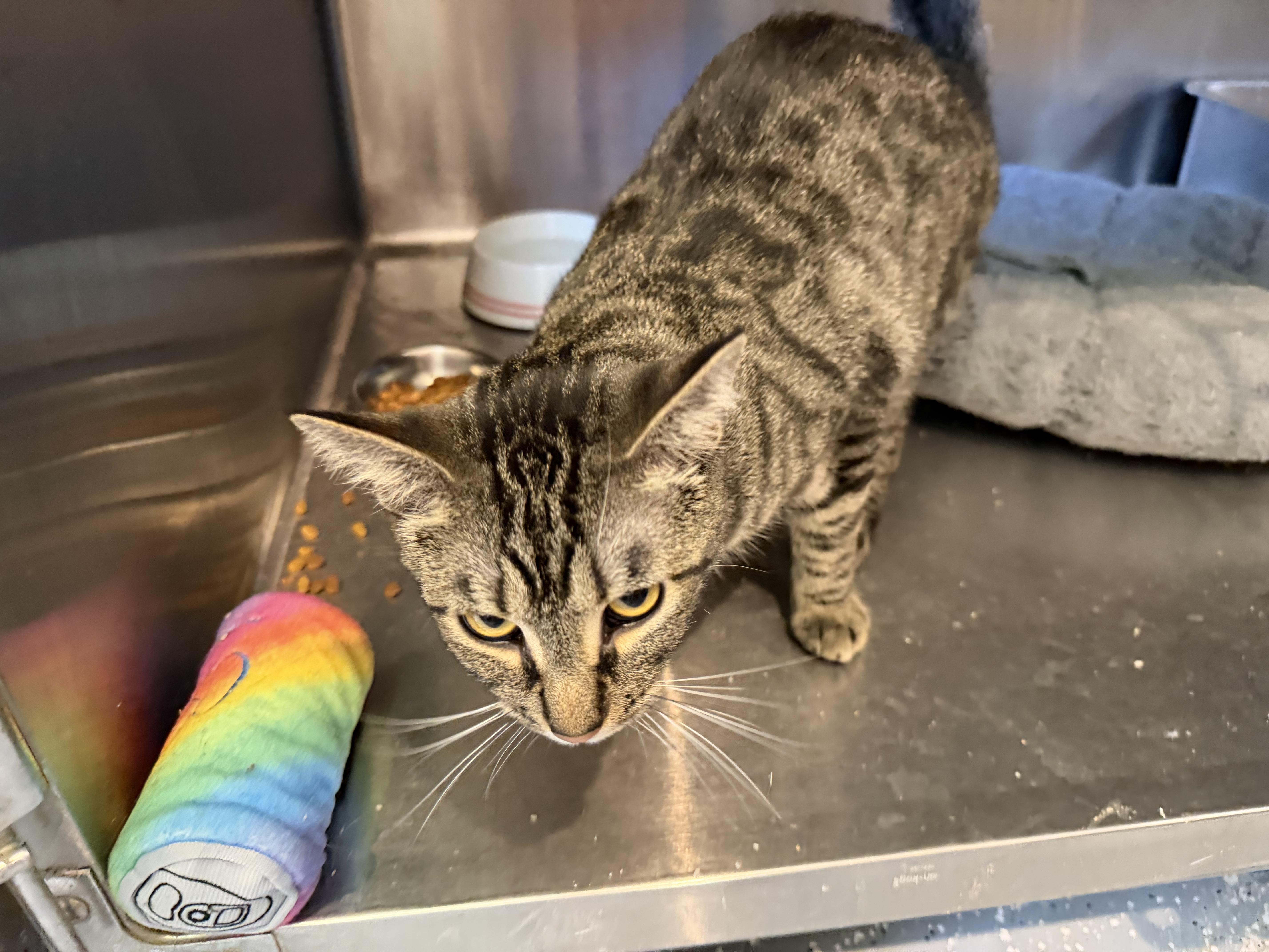 Marcus, a Adoptable Domestic Short Hair in Bloomsdale, MO image 4/5