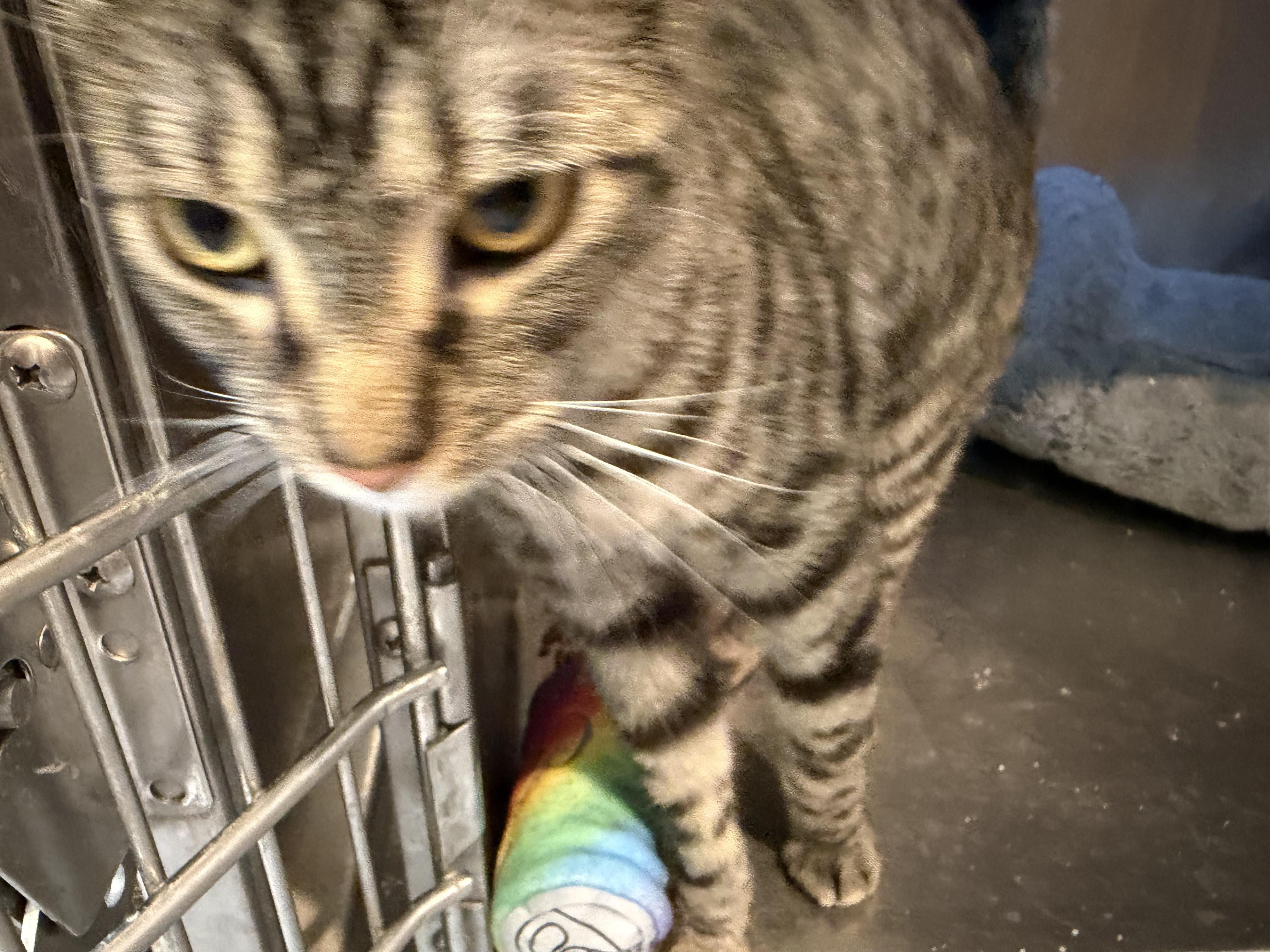 Marcus, a Adoptable Domestic Short Hair in Bloomsdale, MO image 5/5