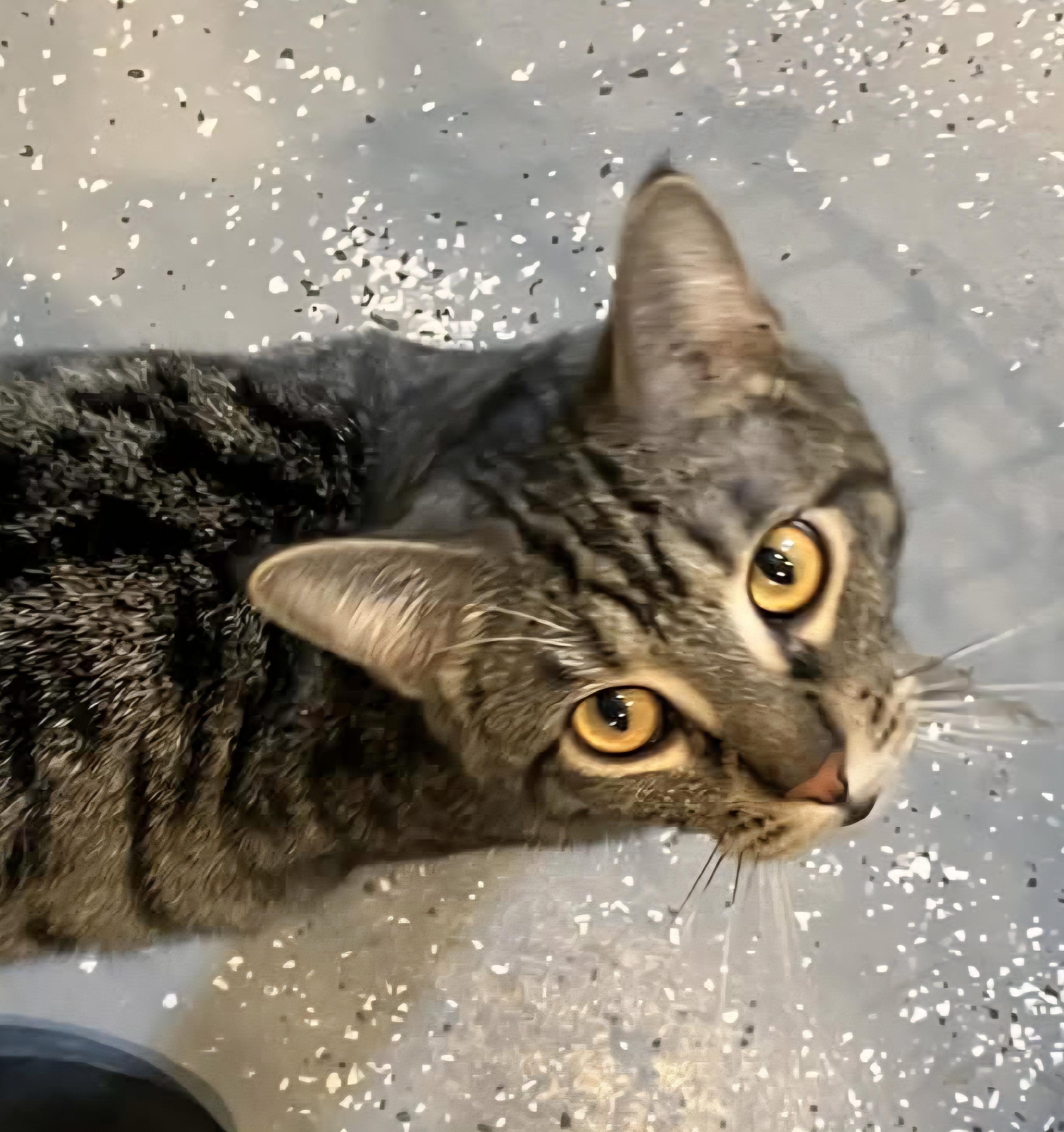 Marcus, Adoptable, Adult Male Domestic Short Hair.