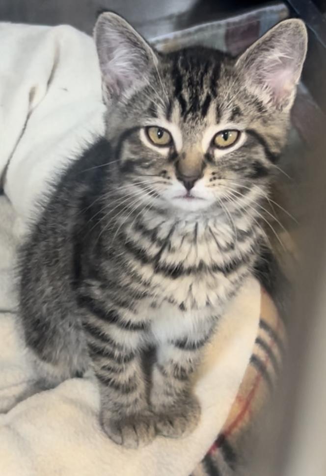 Marcus, Baby Male Domestic Short Hair
