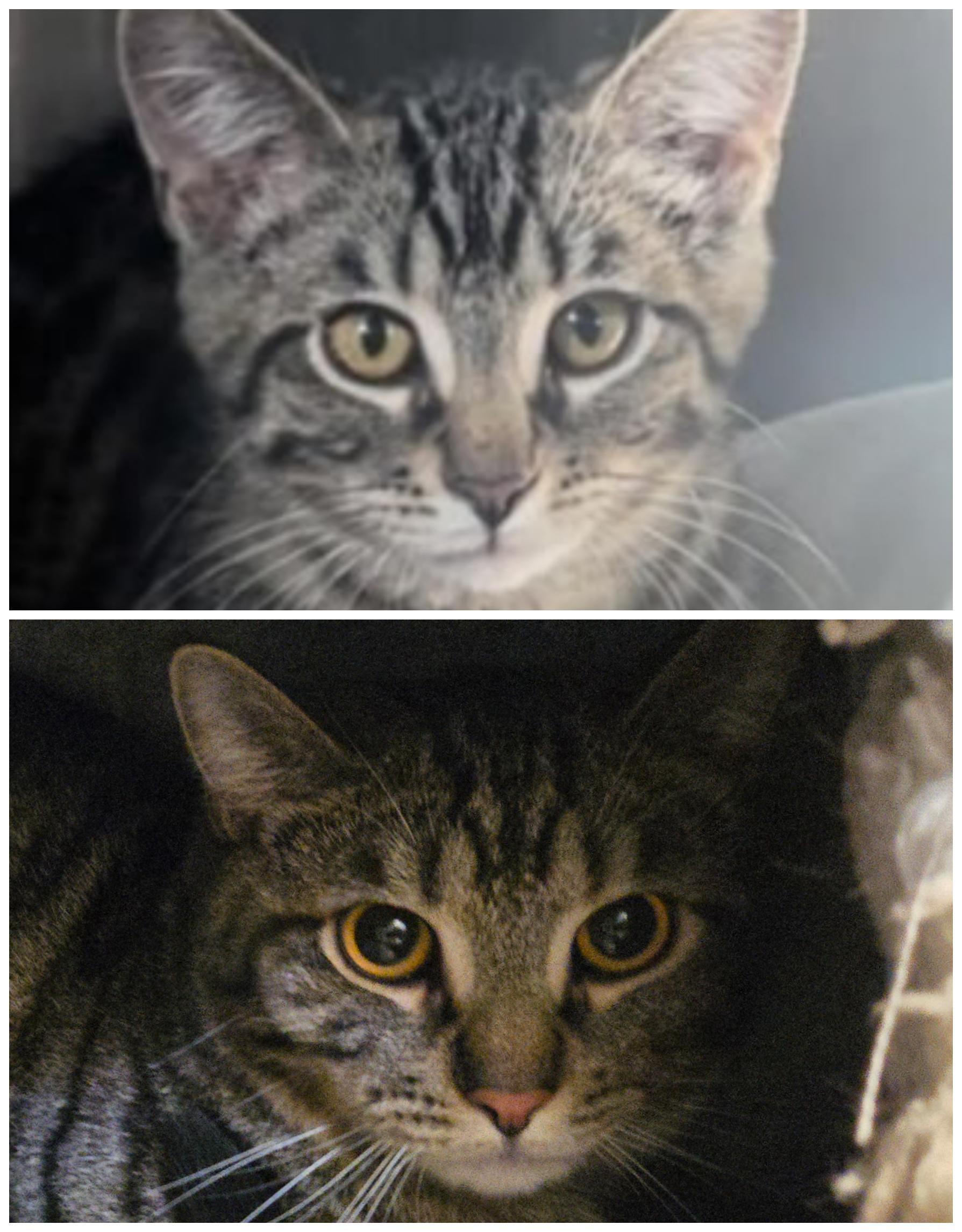Marcus, a Adoptable Domestic Short Hair in Bloomsdale, MO image 5/5