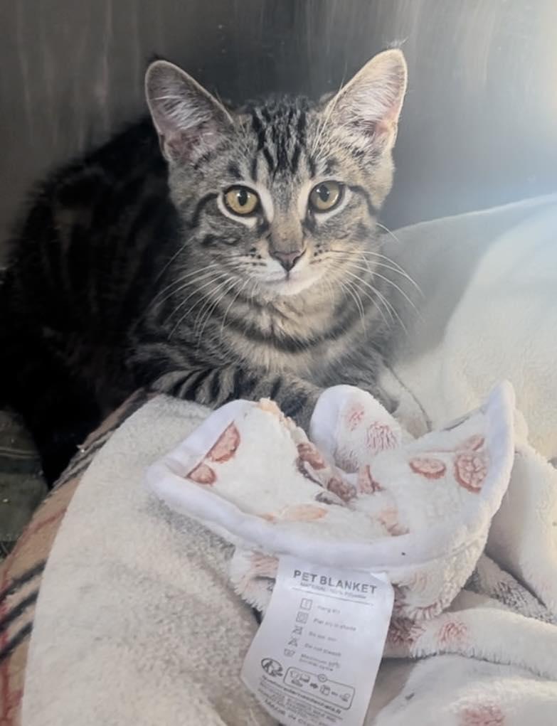 Marcus, Adoptable, Kitten Male Domestic Short Hair.