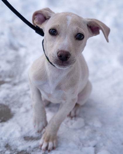 Pippa, Adoptable, Adult Female Chihuahua & Mixed Breed.