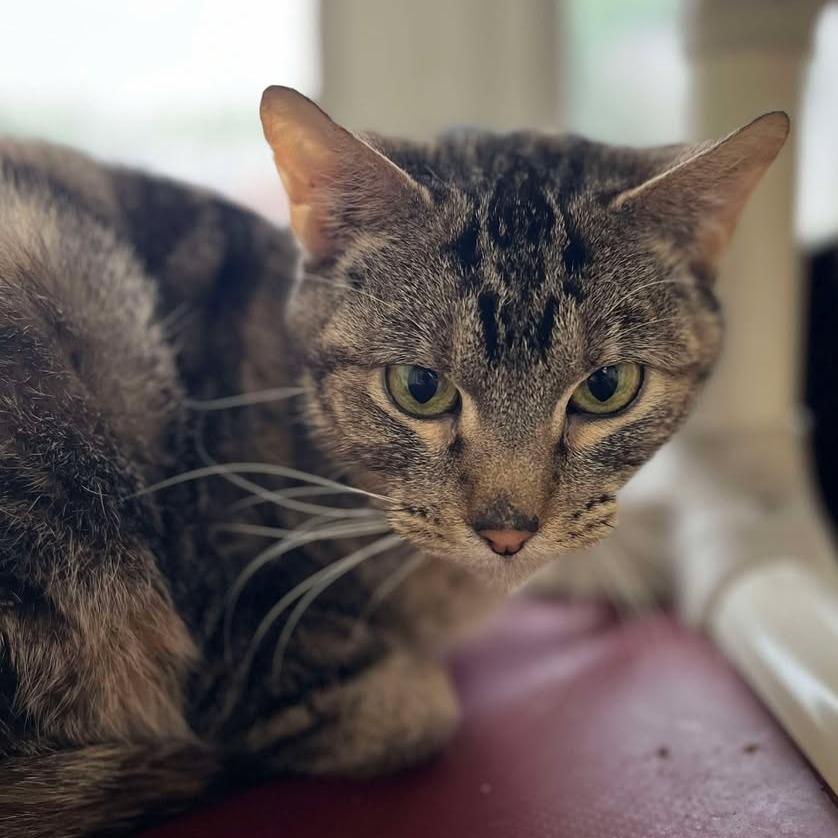 Dopey, Adoptable, Senior Female Domestic Short Hair.