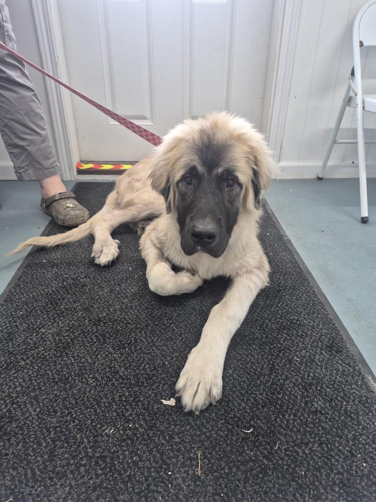 Hobbes, Adoptable, Puppy Male Anatolian Shepherd.