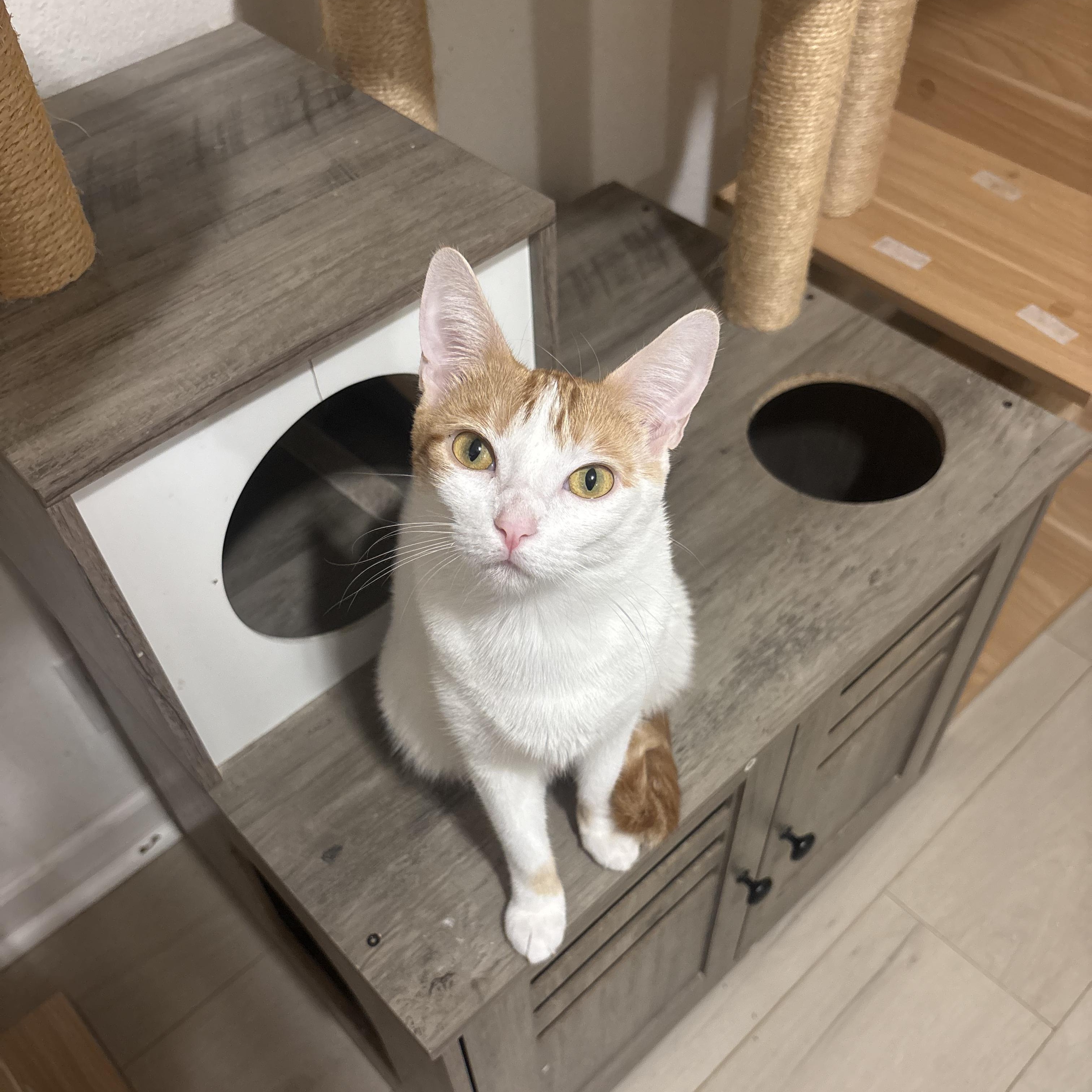 Clover, an adopted Domestic Short Hair in Arlington, VA image 3/5