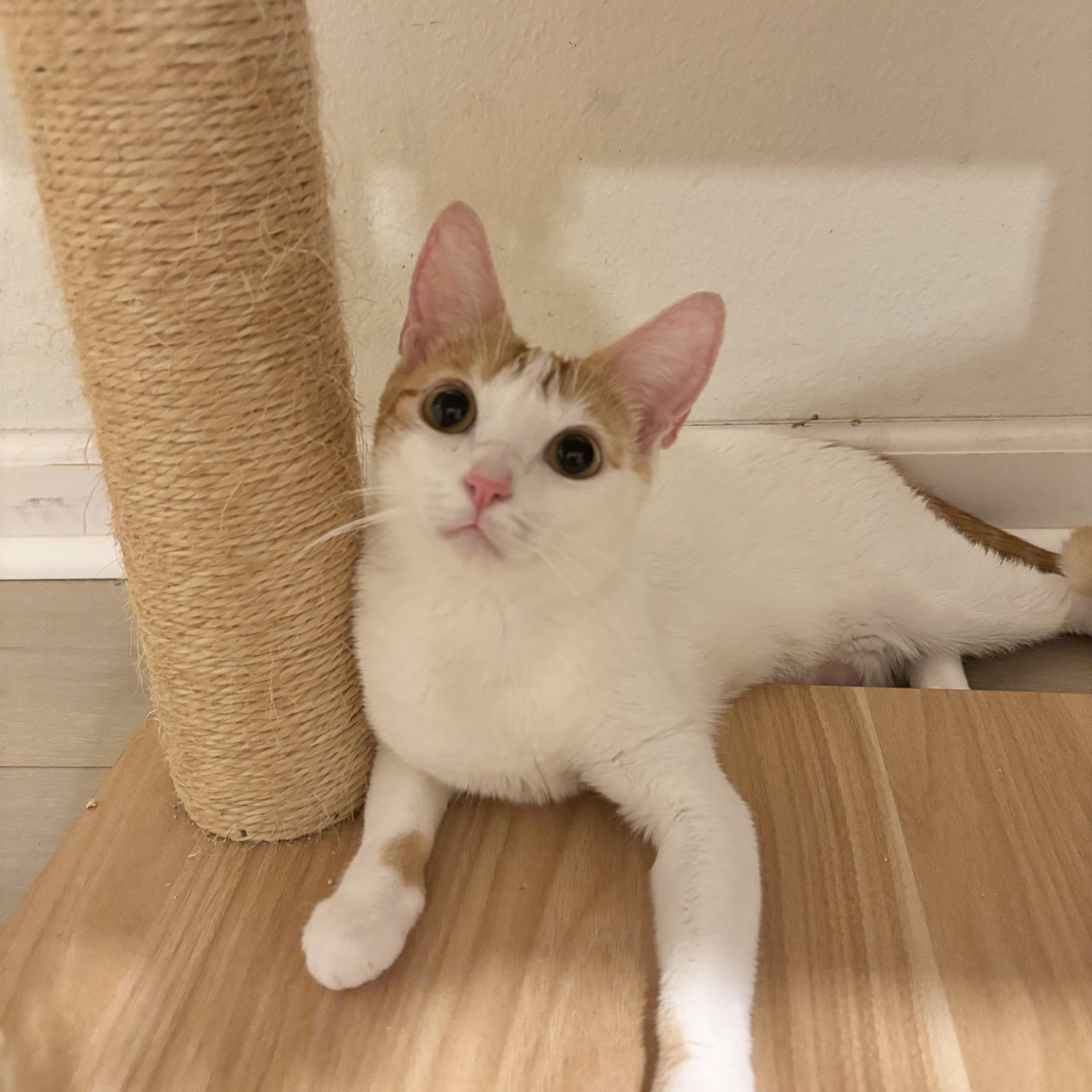 Clover, an adopted Domestic Short Hair in Arlington, VA image 2/5