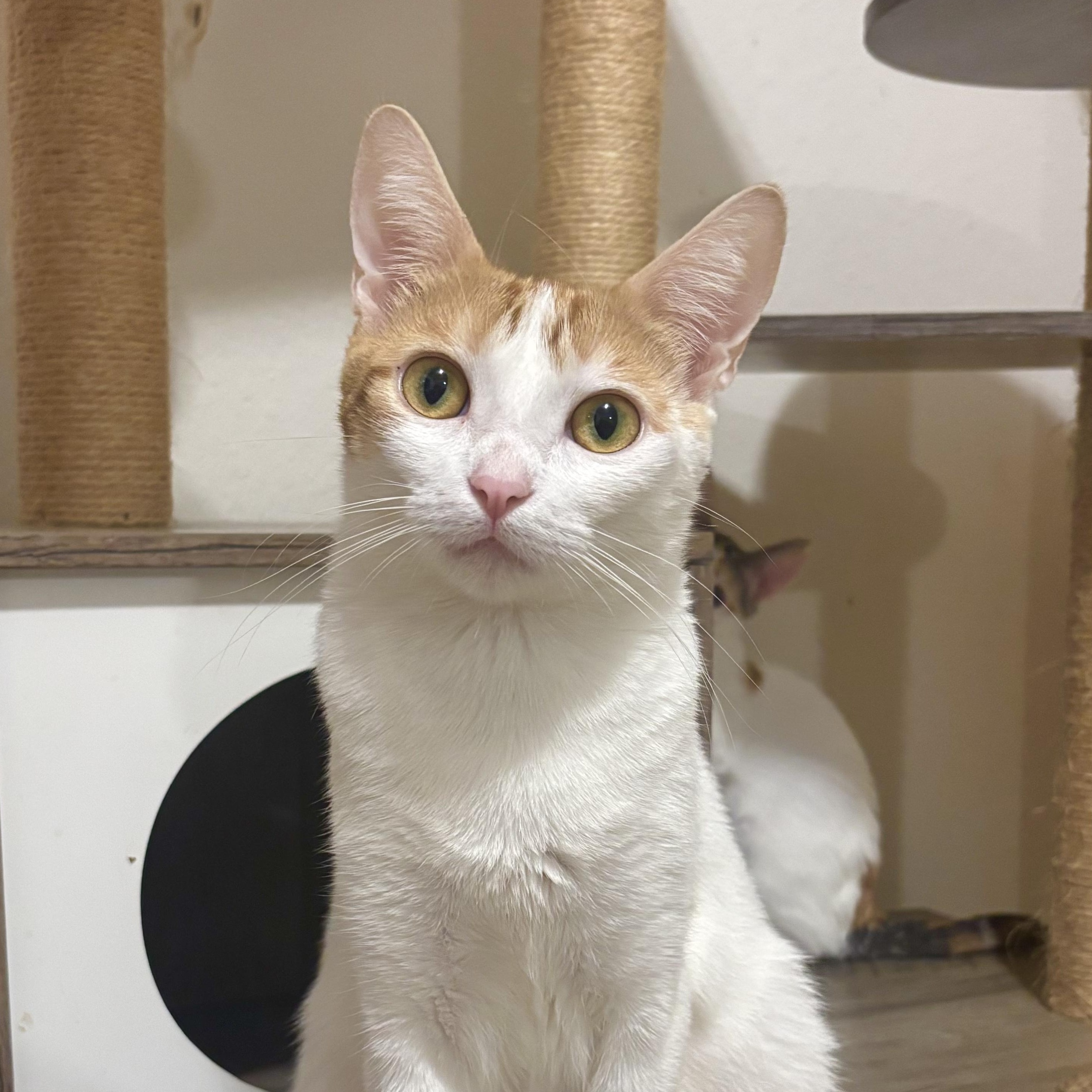 Clover, an adopted Domestic Short Hair in Arlington, VA image 1/5