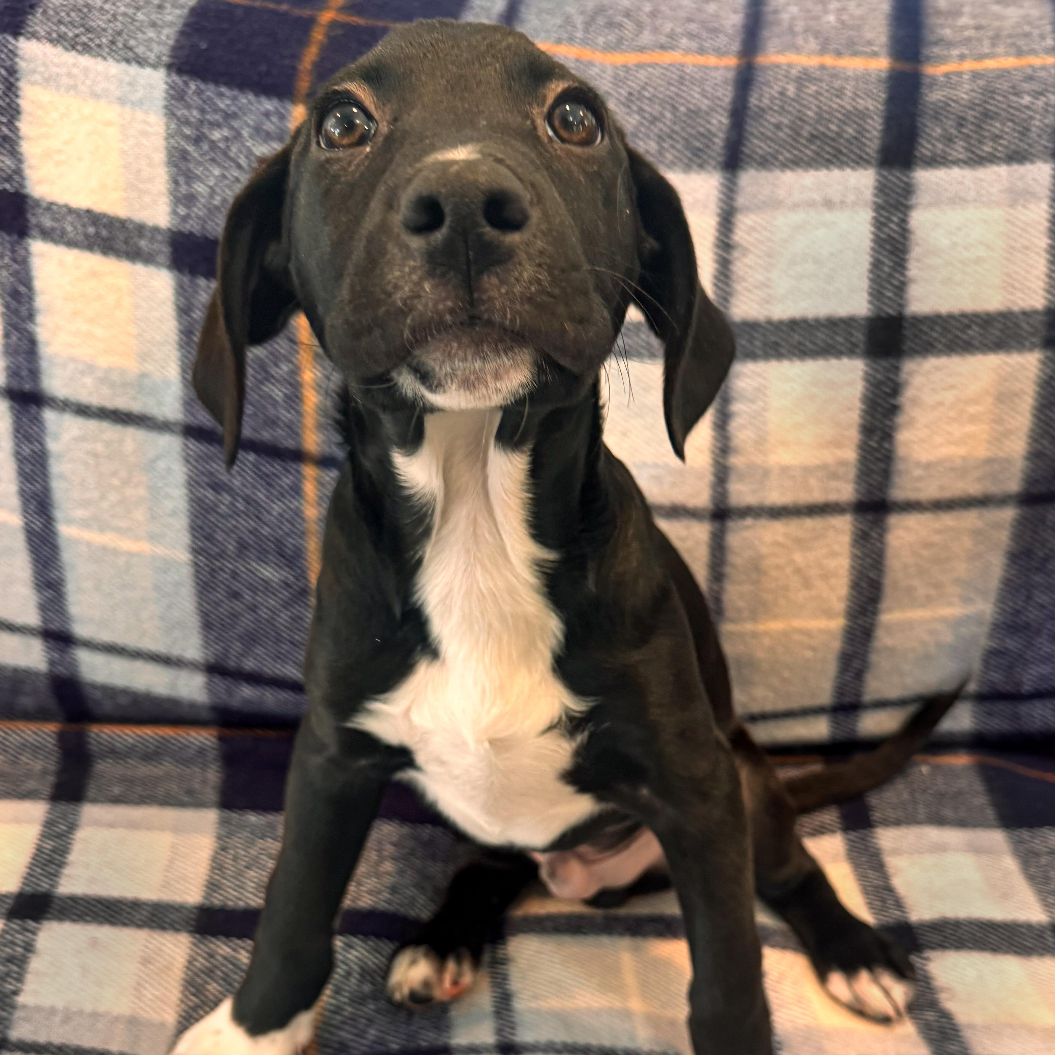 Enlarge Sneezy, a Adoptable mixed breed in Lindenhurst, NY image 1/1