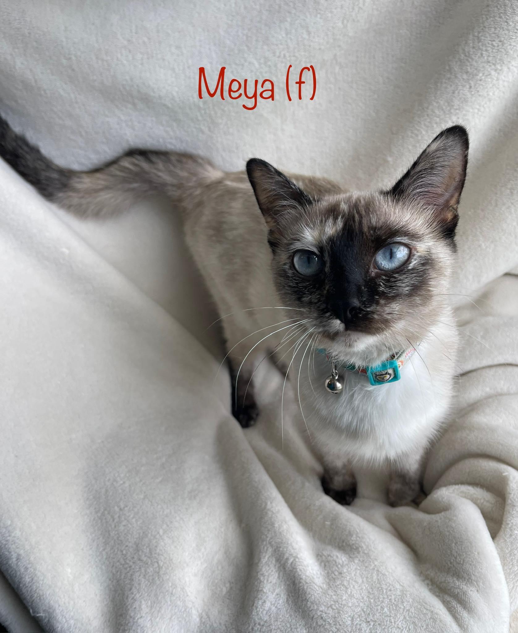 Meya photo 3