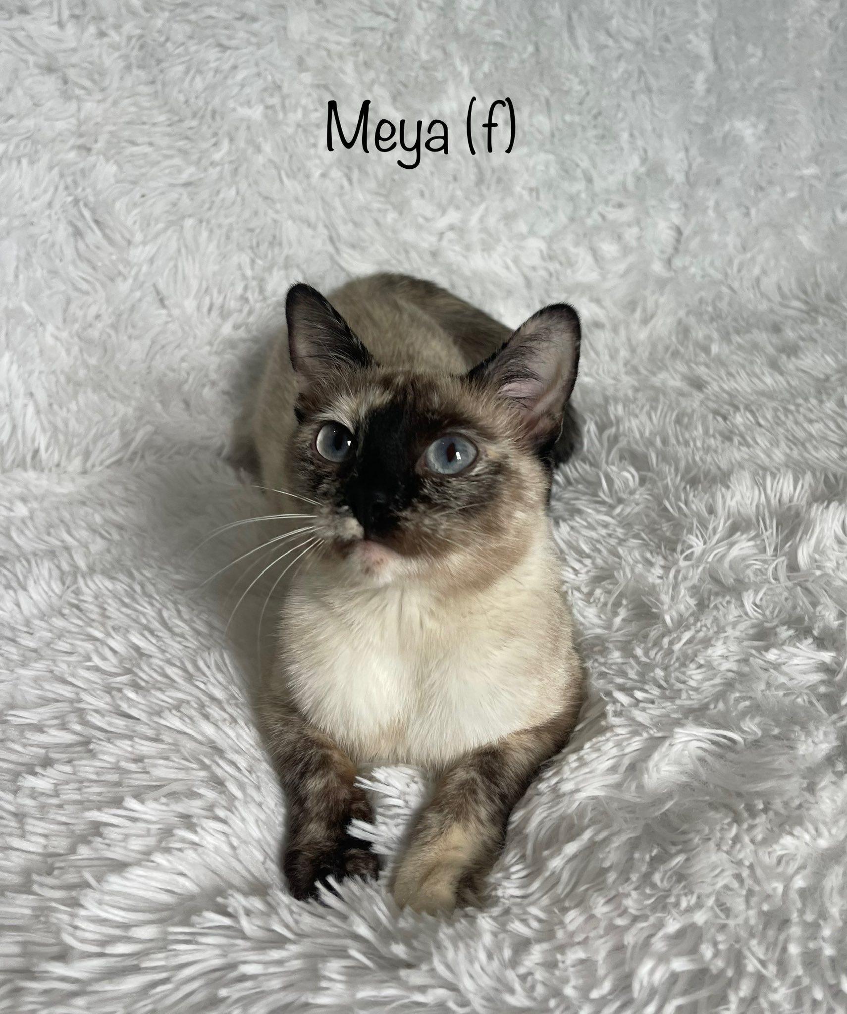 Meya, Baby Female Siamese