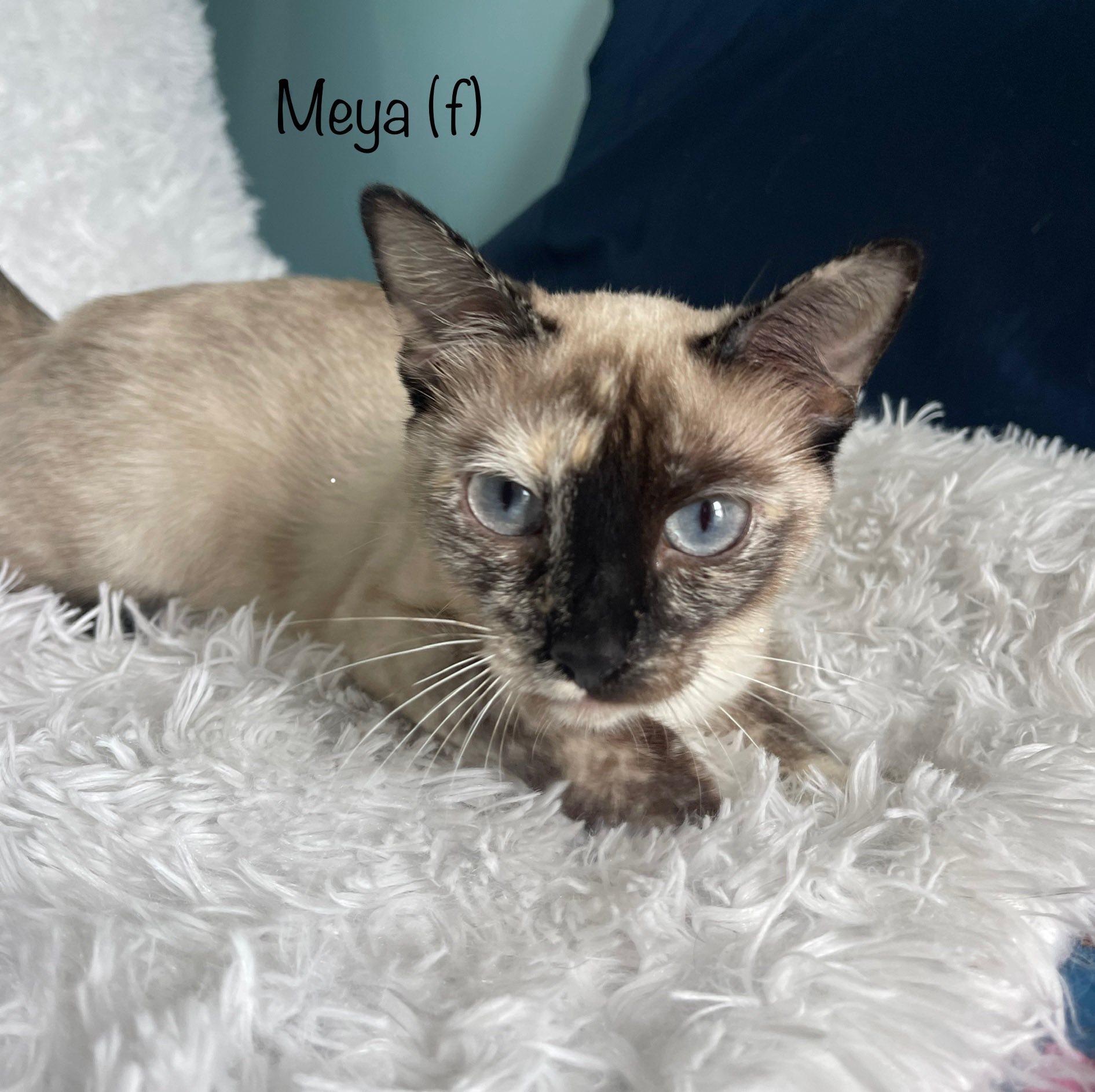 Meya photo 2