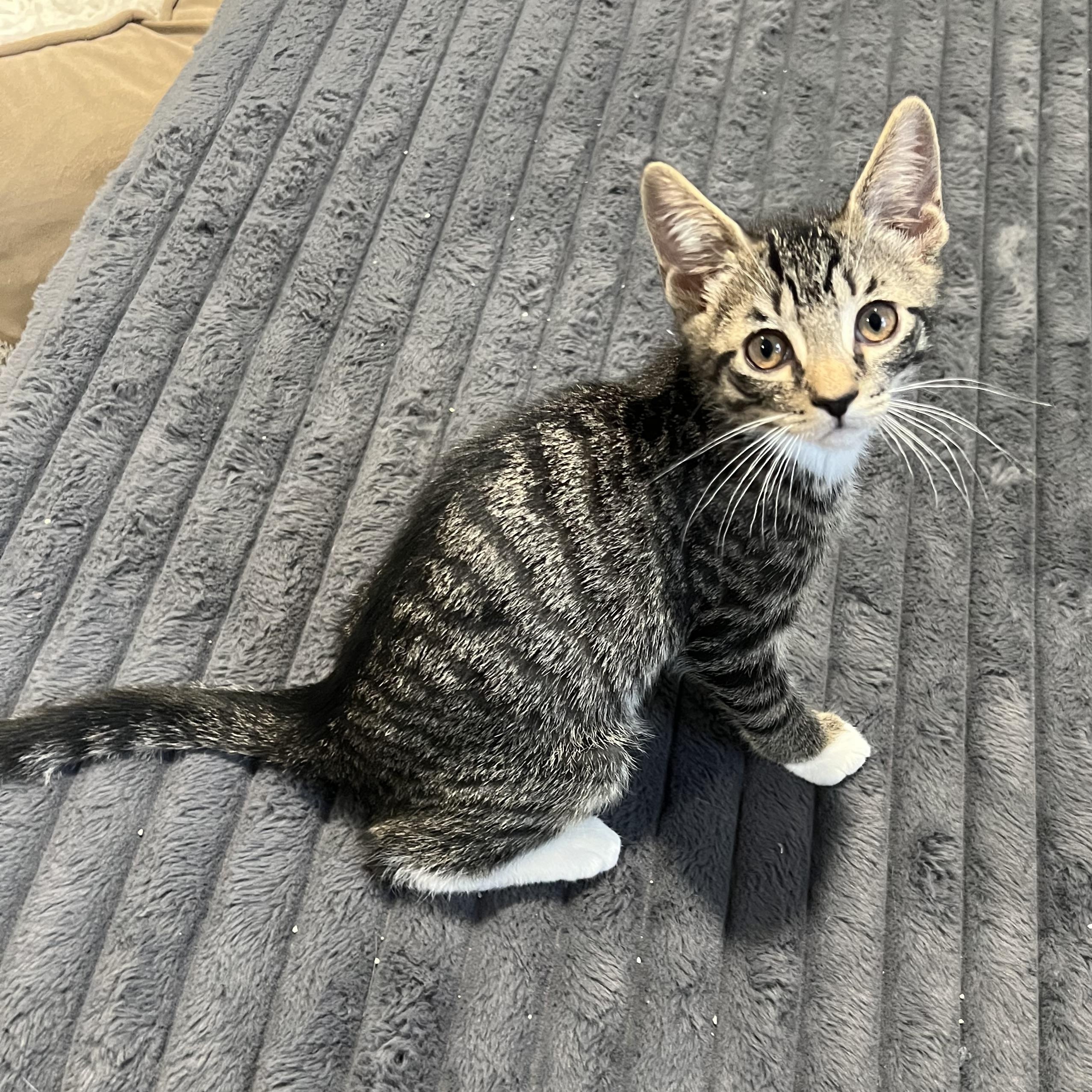 Sunny, adopted, Kitten Male Domestic Short Hair.