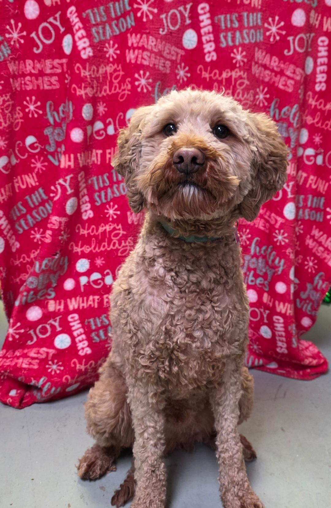 Enlarge Joey-* applications pending *, a ADOPTABLE mixed breed in Jamestown, ND image 1/6