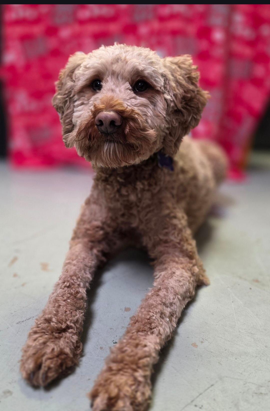 Enlarge Joey-* applications pending *, a ADOPTABLE mixed breed in Jamestown, ND image 2/6