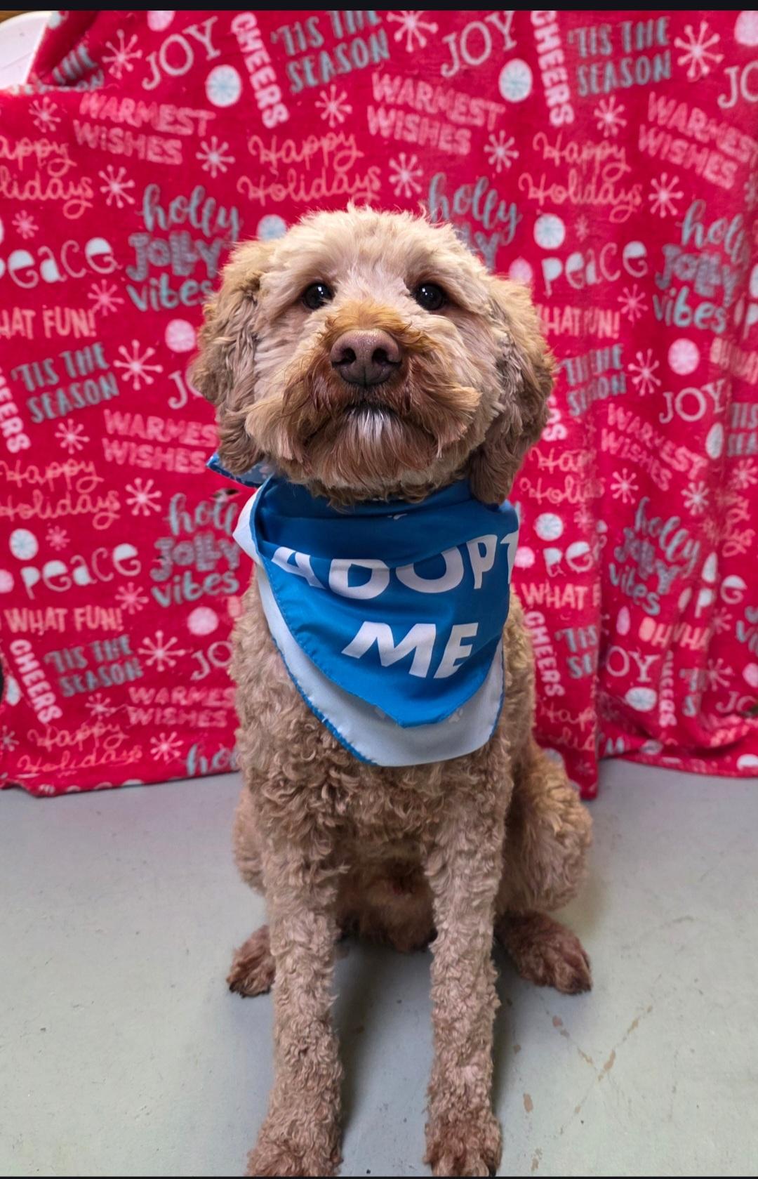 Enlarge Joey-* applications pending *, a ADOPTABLE mixed breed in Jamestown, ND image 3/6