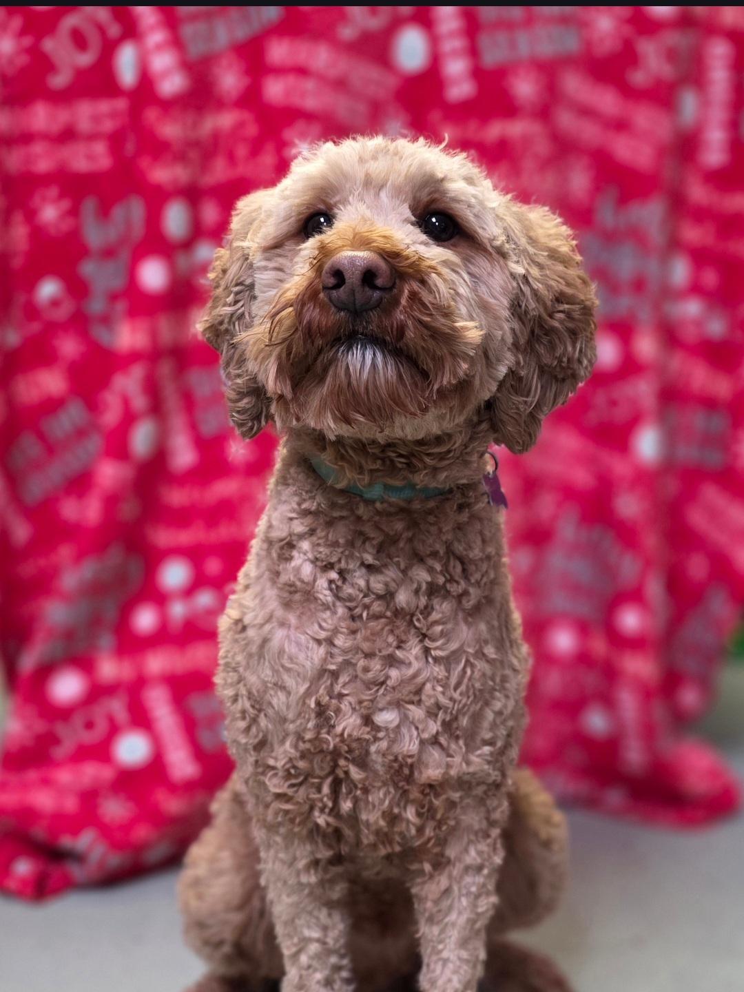 Enlarge Joey-* applications pending *, a ADOPTABLE mixed breed in Jamestown, ND image 4/6