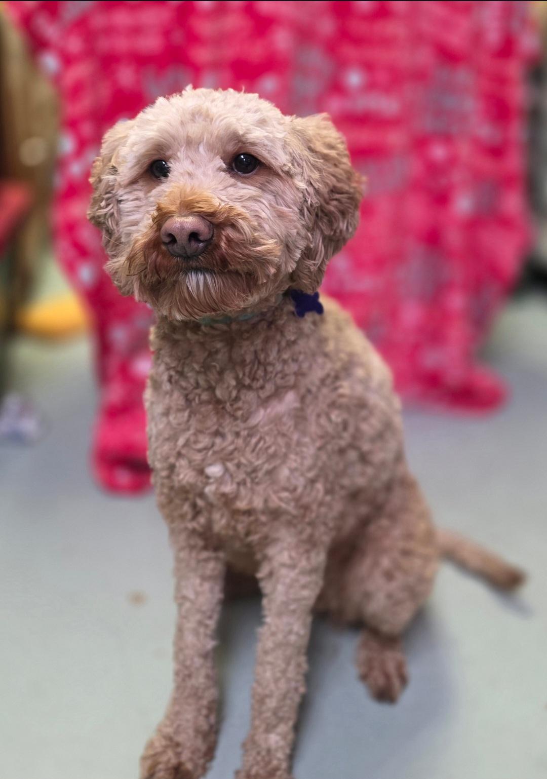 Enlarge Joey-* applications pending *, a ADOPTABLE mixed breed in Jamestown, ND image 5/6