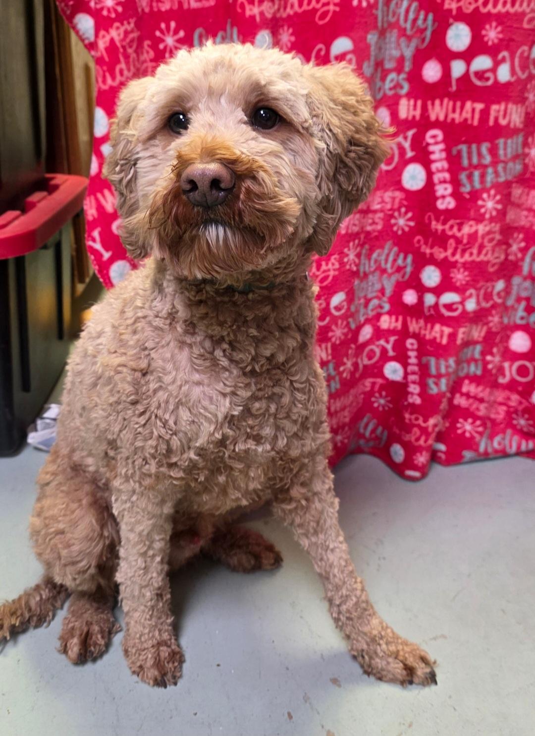 Enlarge Joey-* applications pending *, a ADOPTABLE mixed breed in Jamestown, ND image 6/6