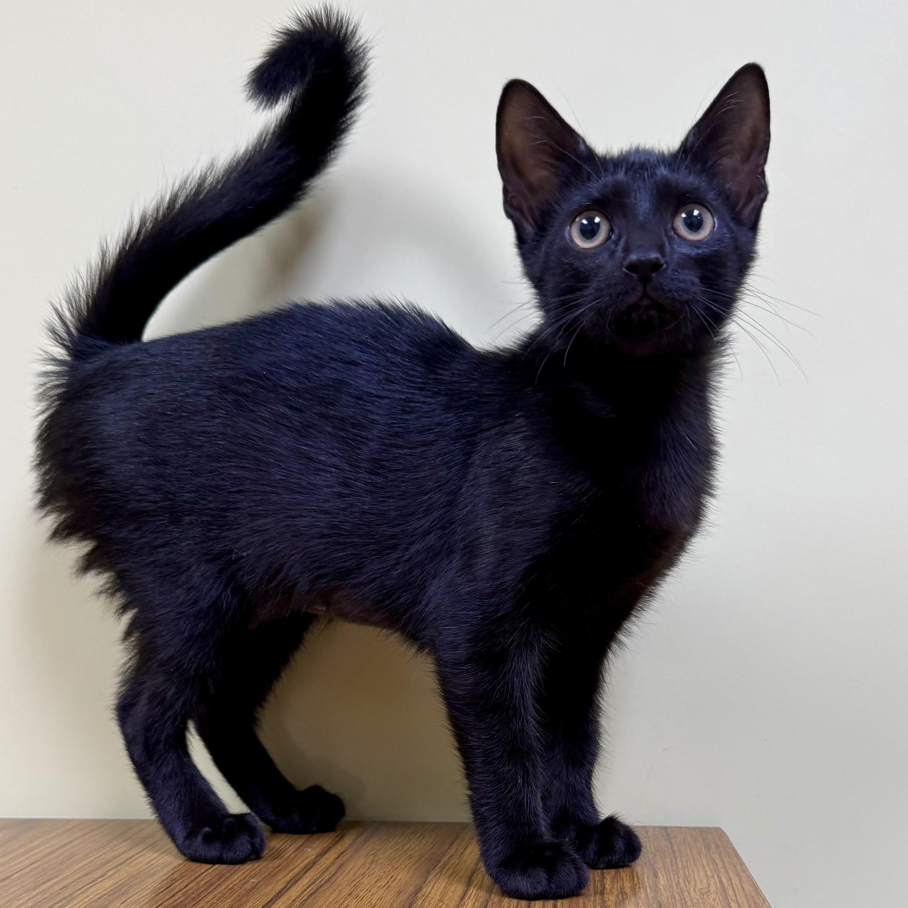 Messi, adoptable, Kitten Female Domestic Short Hair.