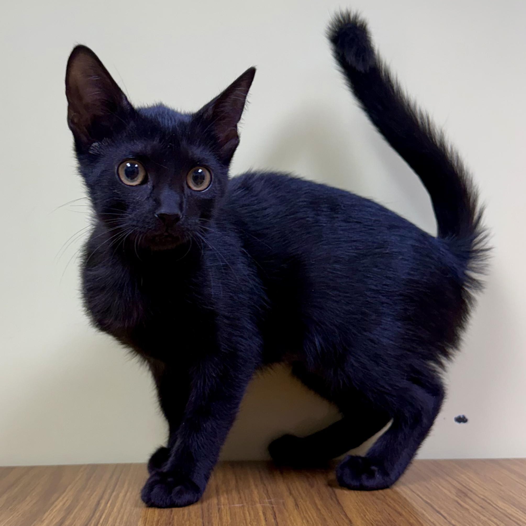 Messi, an adoptable Domestic Short Hair in Murphysboro, IL image 3/4