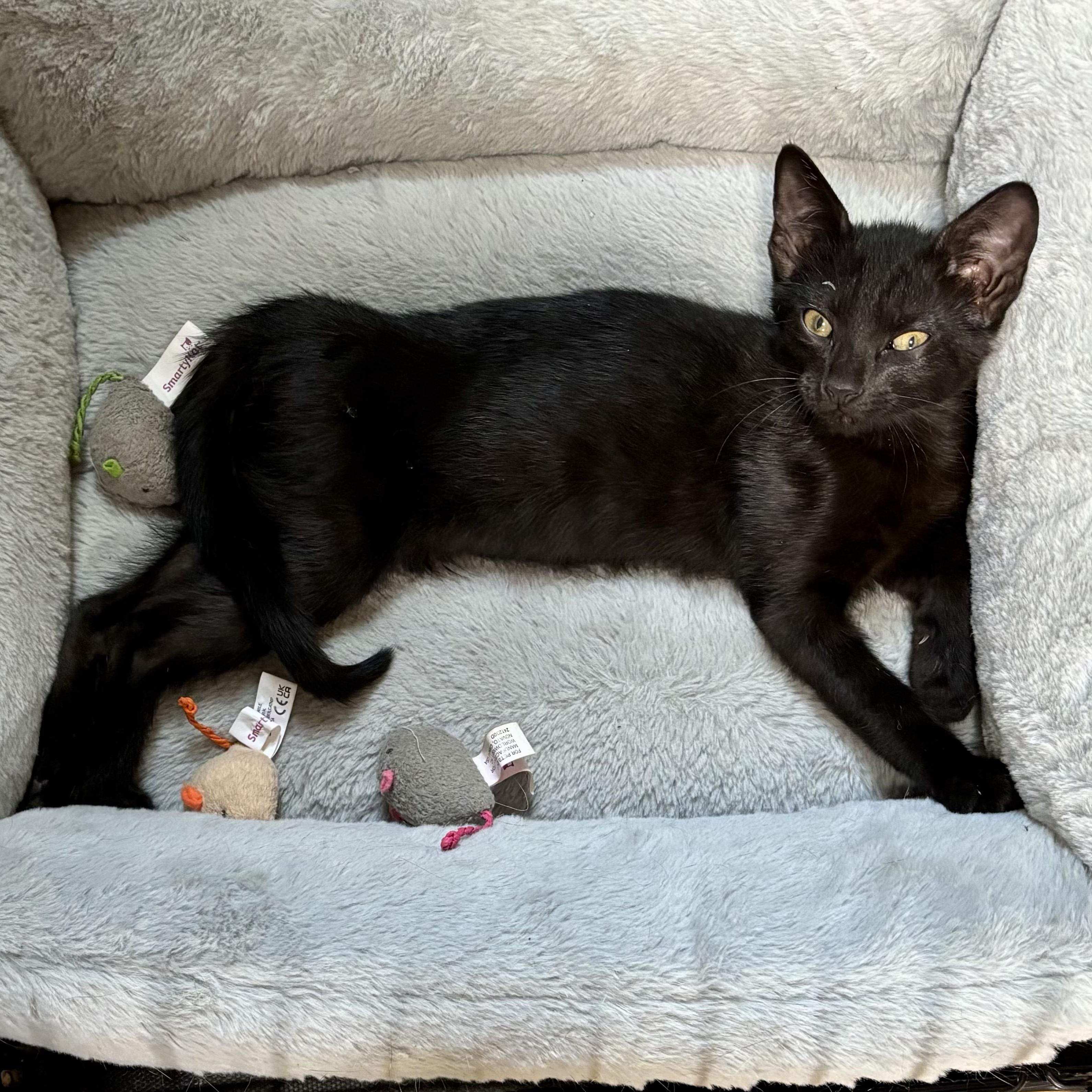 Messi, an adoptable Domestic Short Hair in Murphysboro, IL image 4/4