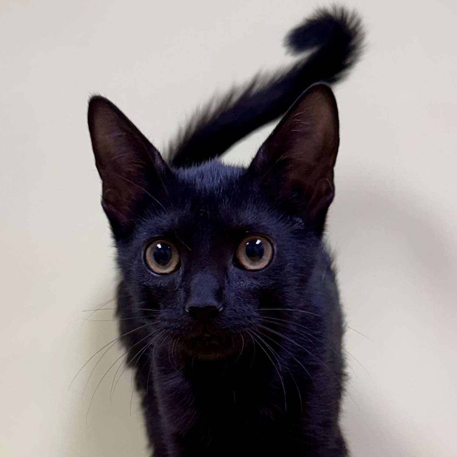 Messi, an adoptable Domestic Short Hair in Murphysboro, IL image 2/4