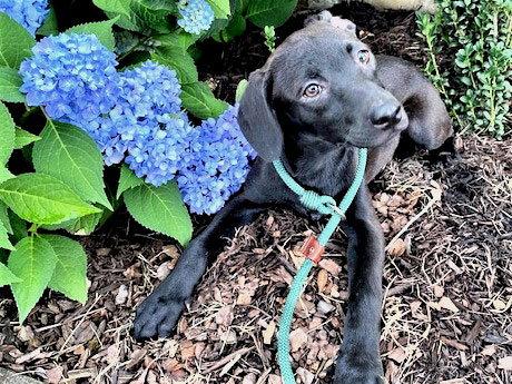 PUPPY COLE, a Adopted Black Labrador Retriever in Franklin, TN image 1/2